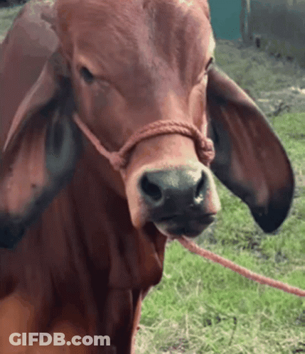 A Close Up Of A Brown Cow With Rope Around Its Neck GIF