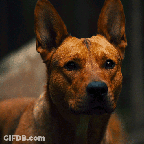 A Close Up Of A Brown Dog 'S Face And Ears GIF