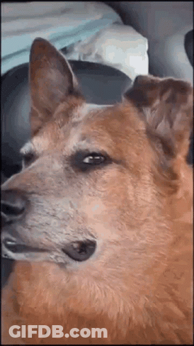Brown Dog Sitting In Car Seat GIF