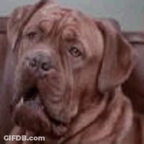A Close Up Of A Brown Dog Sitting On A Couch Looking At The Camera . GIF