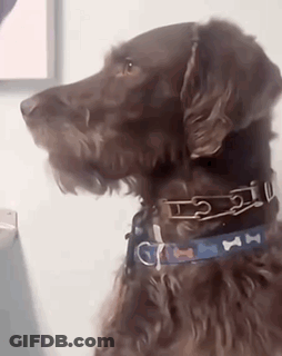 A Close Up Of A Brown Dog Wearing A Collar And Looking At The Camera . GIF