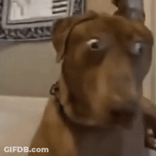 A Close Up Of A Brown Dog Wearing A Headband Looking At The Camera . GIF