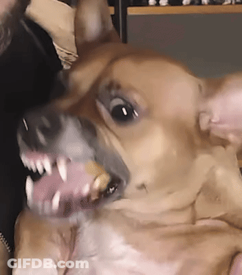 A Close Up Of A Brown Dog With Its Mouth Open GIF