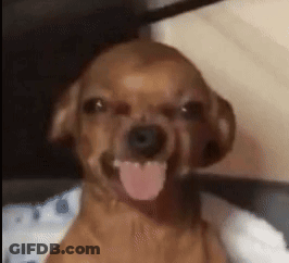 A Close Up Of A Brown Dog With Its Tongue Out . GIF