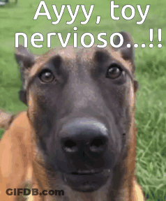 A Close Up Of A Brown Dog With The Words Ayyy Toy Nervioso Written On It GIF