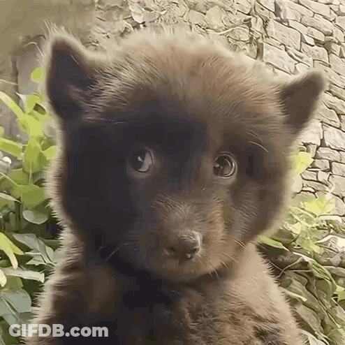A Close Up Of A Brown Furry Animal Looking At The Camera . GIF