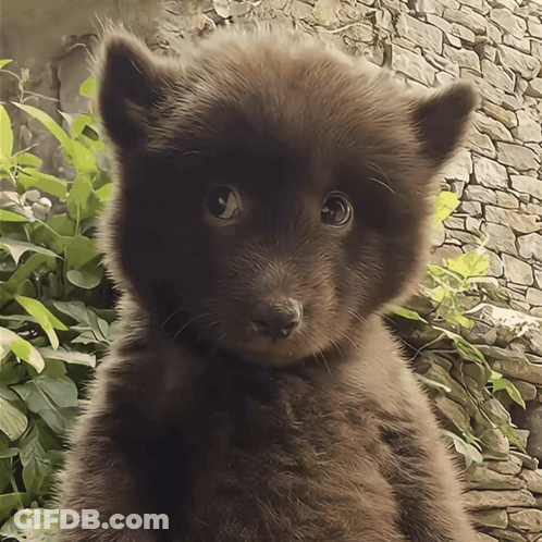 A Close Up Of A Brown Furry Animal Looking At The Camera GIF