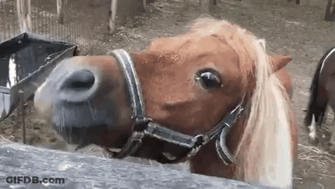 A Close Up Of A Brown Horse Wearing A Bridle Looking At The Camera . GIF