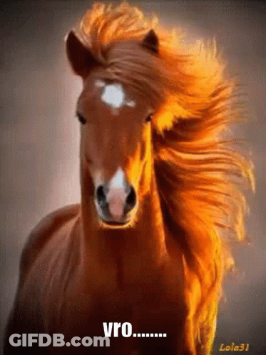 A Close Up Of A Brown Horse With A Long Mane And The Words Vro Written Below It GIF