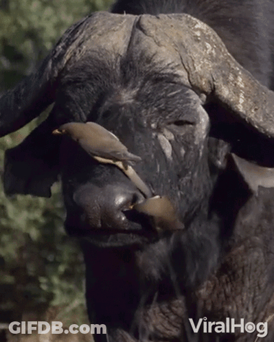 A Close Up Of A Buffalo With A Bird On It 'S Nose And The Words Viralhog Below It GIF