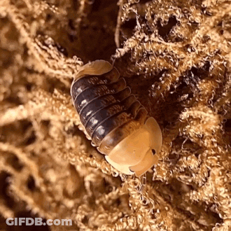 A Close Up Of A Bug Crawling On A Pile Of Sphagnum Moss GIF