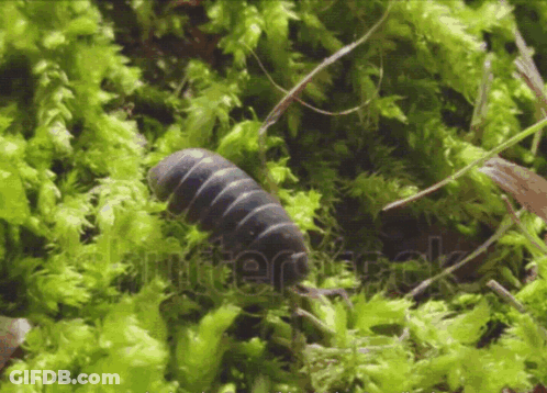 A Close Up Of A Bug In The Moss With The Word Shutterstock Visible GIF