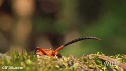 A Close Up Of A Bug On A Mossy Surface With National Geographic Wild Written On The Bottom GIF