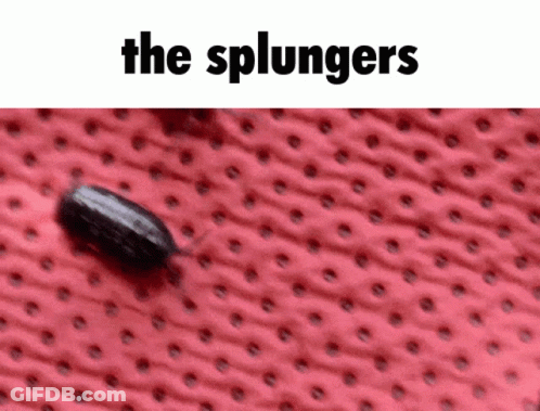 A Close Up Of A Bug On A Red Surface With The Words " The Splungs " Above It GIF