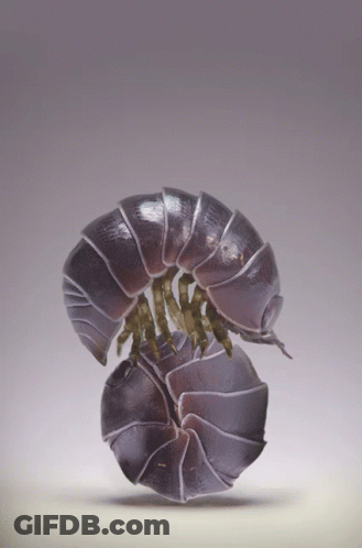 A Close Up Of A Bug That Looks Like A Snake GIF