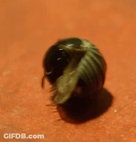 A Close Up Of A Bug With A Long Tail GIF