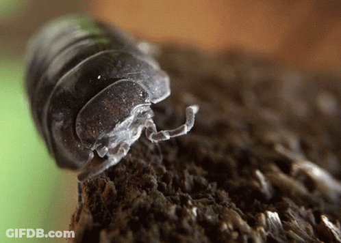 A Close Up Of A Bug With A Long Tail GIF