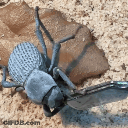 A Close Up Of A Bug With A Pair Of Scissors GIF