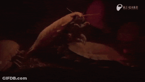 A Close Up Of A Bug With Chinese Writing On The Bottom Right GIF