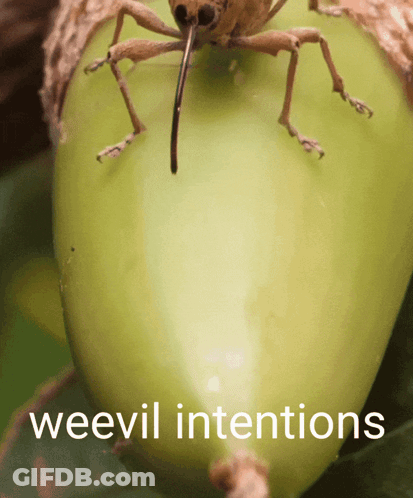 A Close Up Of A Bug With The Words Weevil Intentions Written Below It GIF