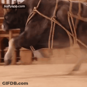 A Close Up Of A Bull Tied Up With Ropes And Walking On A Dirt Road . GIF