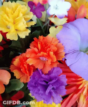 A Close Up Of A Bunch Of Colorful Flowers Including Orange Yellow And Purple GIF