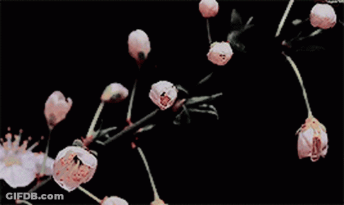 A Close Up Of A Bunch Of Flowers On A Dark Background GIF