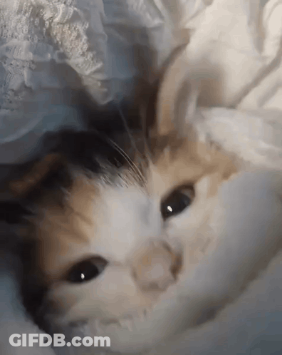 A Close Up Of A Calico Cat Laying Under A White Blanket GIF