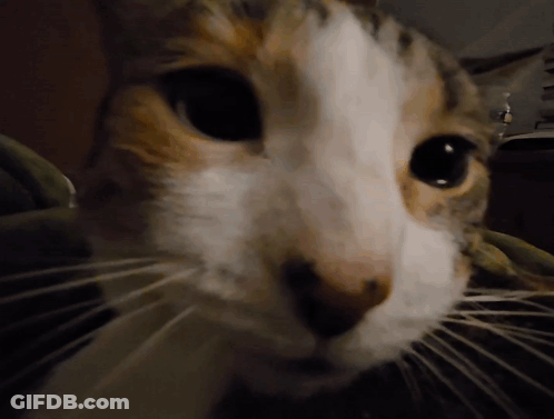 A Close Up Of A Calico Cat 'S Face GIF