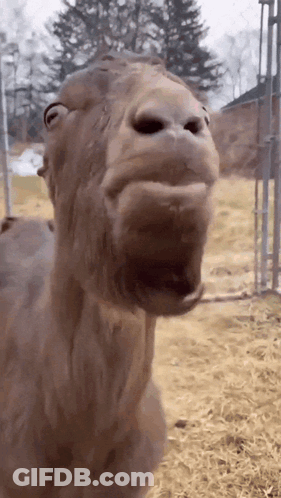 A Close Up Of A Camel 'S Face With Its Mouth Open GIF