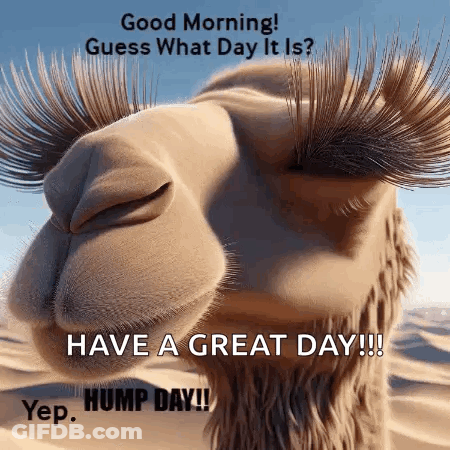 A Close Up Of A Camel 'S Face With Long Eyelashes And The Words `` Good Morning ! '' GIF