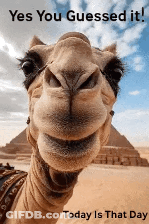 A Close Up Of A Camel 'S Face With The Words `` Yes You Guessed It ! '' GIF