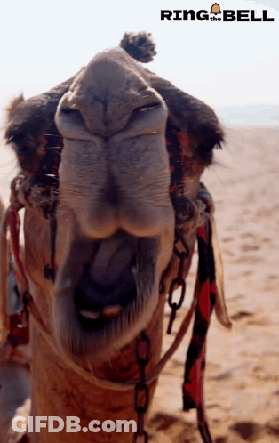A Close Up Of A Camel 'S Nose With Ring The Bell Written On The Bottom GIF