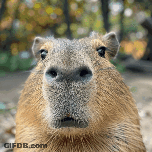 A Close Up Of A Capybara Looking At The Camera With Trees In The Background GIF