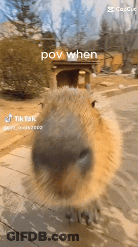 A Close Up Of A Capybara 'S Face With The Caption Pov When GIF