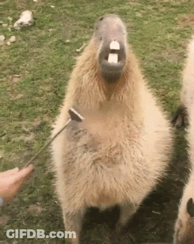 A Close Up Of A Capybara With Its Mouth Open And A Tooth Sticking Out GIF