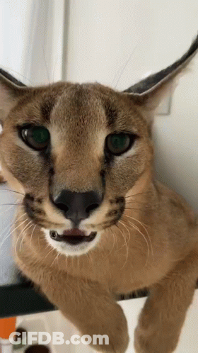A Close Up Of A Caracal Cat Looking At The Camera With Its Tongue Out . GIF
