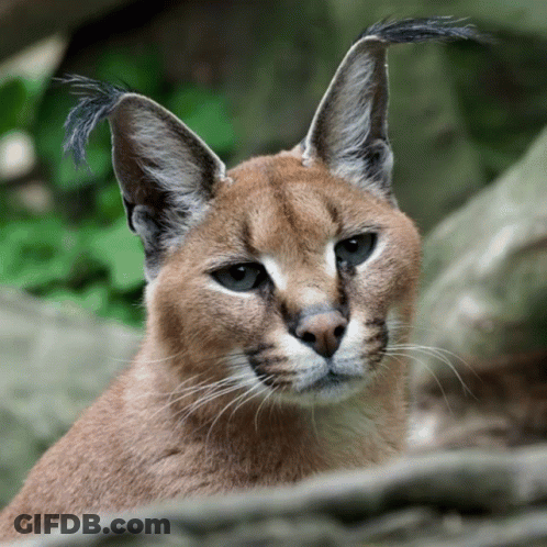 A Close Up Of A Caracal Cat 'S Face GIF