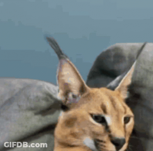 A Close Up Of A Caracal Cat 'S Face With A Blue Background GIF