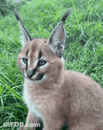 A Close Up Of A Caracal In The Grass GIF