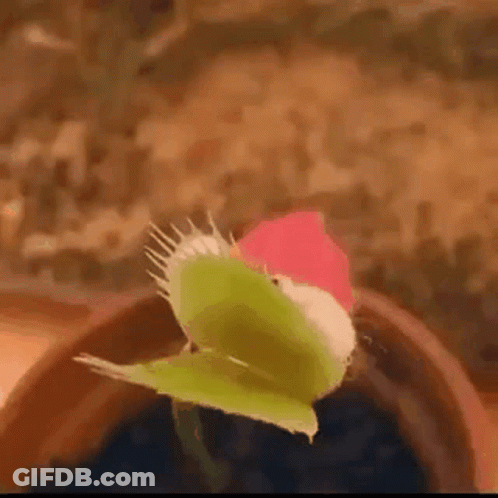 A Close Up Of A Carnivorous Plant That Looks Like A Bird Eating A Flower . GIF