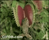 A Close Up Of A Carnivorous Plant With 4Gifs.com On The Bottom GIF
