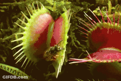 A Close Up Of A Carnivorous Plant With A Bee Inside Of It GIF