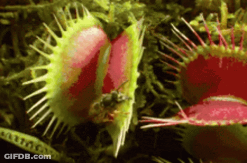 A Close Up Of A Carnivorous Plant With A Bug In It . GIF
