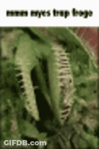 A Close Up Of A Carnivorous Plant With A Snake In It . GIF
