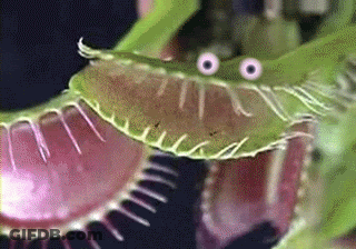 A Close Up Of A Carnivorous Plant With Its Mouth Open And Eyes . GIF