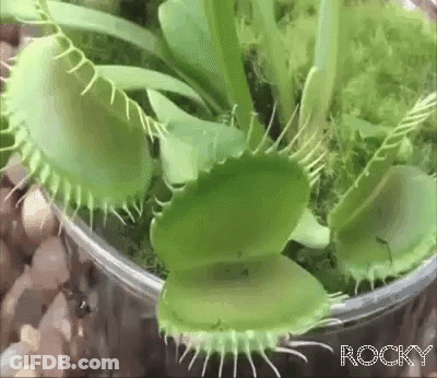 A Close Up Of A Carnivorous Plant With Rocky Written On The Bottom Right GIF