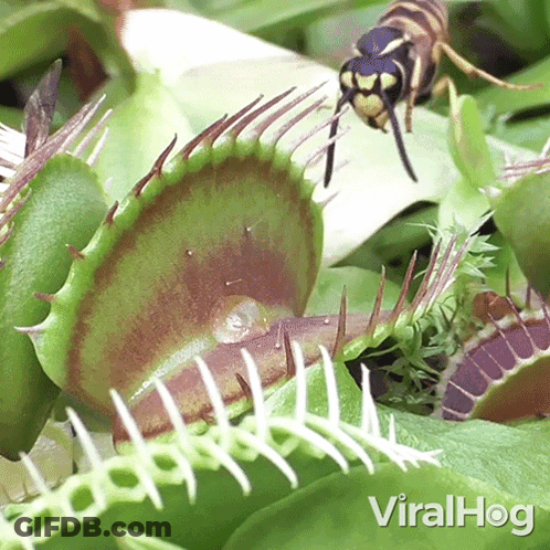 A Close Up Of A Carnivorous Plant With The Words Viralhog Written On The Bottom GIF