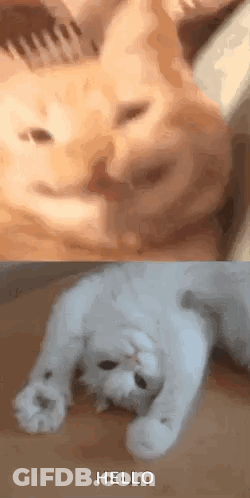 A Close Up Of A Cat And A Close Up Of A White Cat Laying On The Floor . GIF