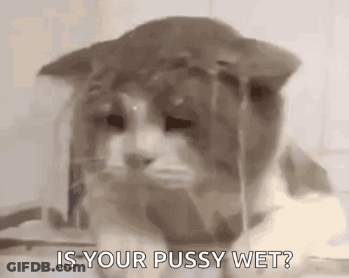 A Close Up Of A Cat Asking Is Your Pussy Wet ? GIF